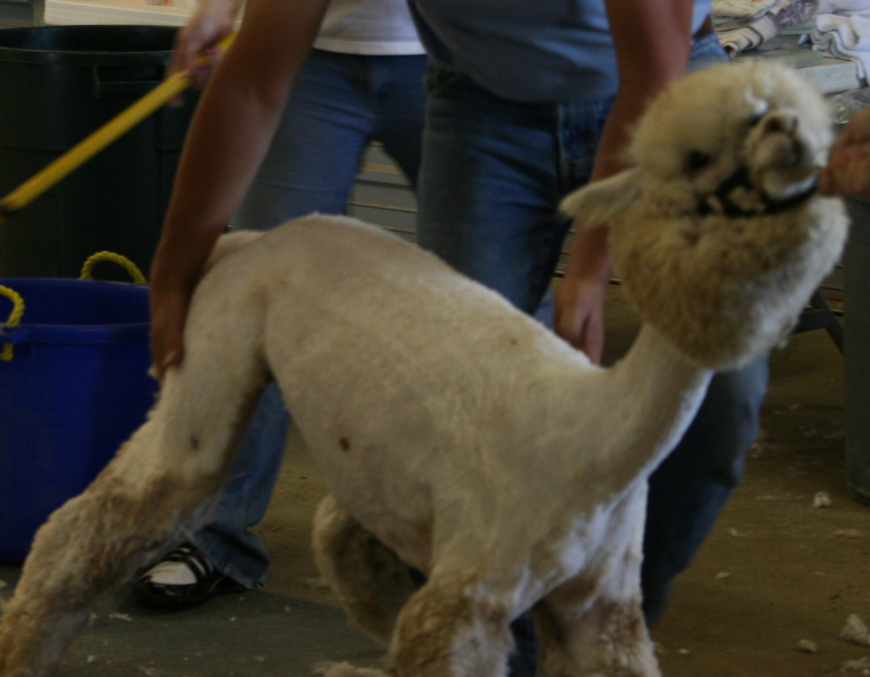 little alpaca