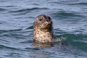 harbor_seal_0978